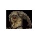 Lord Of The Rings Deluxe BDS Art Scale Statue 1/10 Cave Troll 46 cm