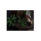 Jurassic Park Deluxe Art Scale Statue 1/10 Clever Girl 25 cm