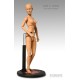Sideshow Art S Buck Artist Model Caucasian Female 12 inch