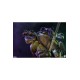 Teenage Mutant Ninja Turtles Statue 1/3 Donatello (Deluxe Edition) 61 cm