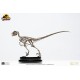Jurassic Park: Velociraptor Skeleton Bronze 1:8 Scale Statue